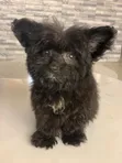 Female Purebred Maltese Puppy (0-1 Month) - 3