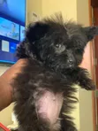 Female Purebred Maltese Puppy (0-1 Month) - 4