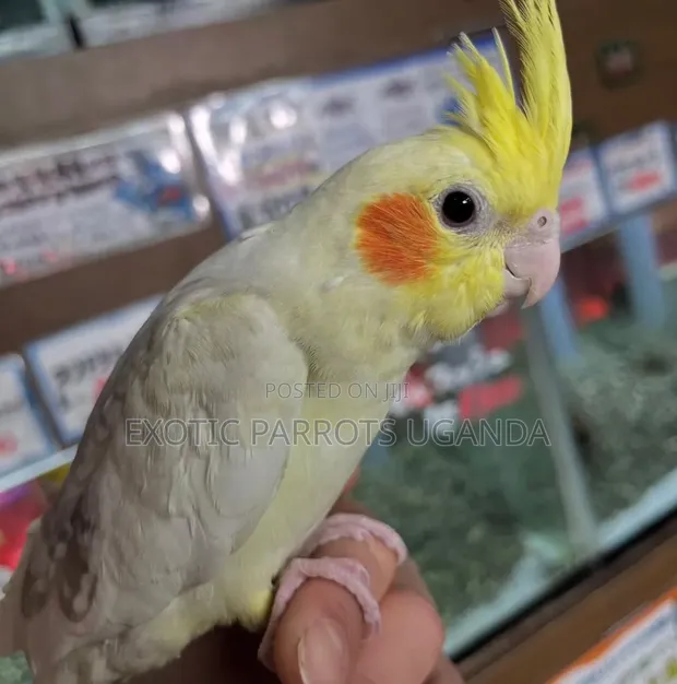 Cockatiel Available - 1