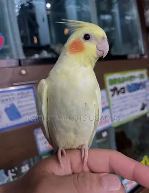 Cockatiel Birds for Sale