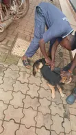 Veterinary Services for Domestic Animals - 2
