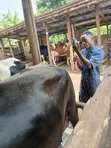 Veterinary Services for Domestic Animals - 4
