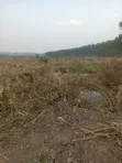 31 Acres Farmland for Sale in Gomba - 2