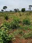 200 Acres Farmland - Kikyusa Luwero (Sell from 100 Acres) - 1
