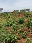 200 Acres Farmland - Kikyusa Luwero (Sell from 100 Acres) - 3