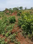 200 Acres Farmland - Kikyusa Luwero (Sell from 100 Acres) - 5