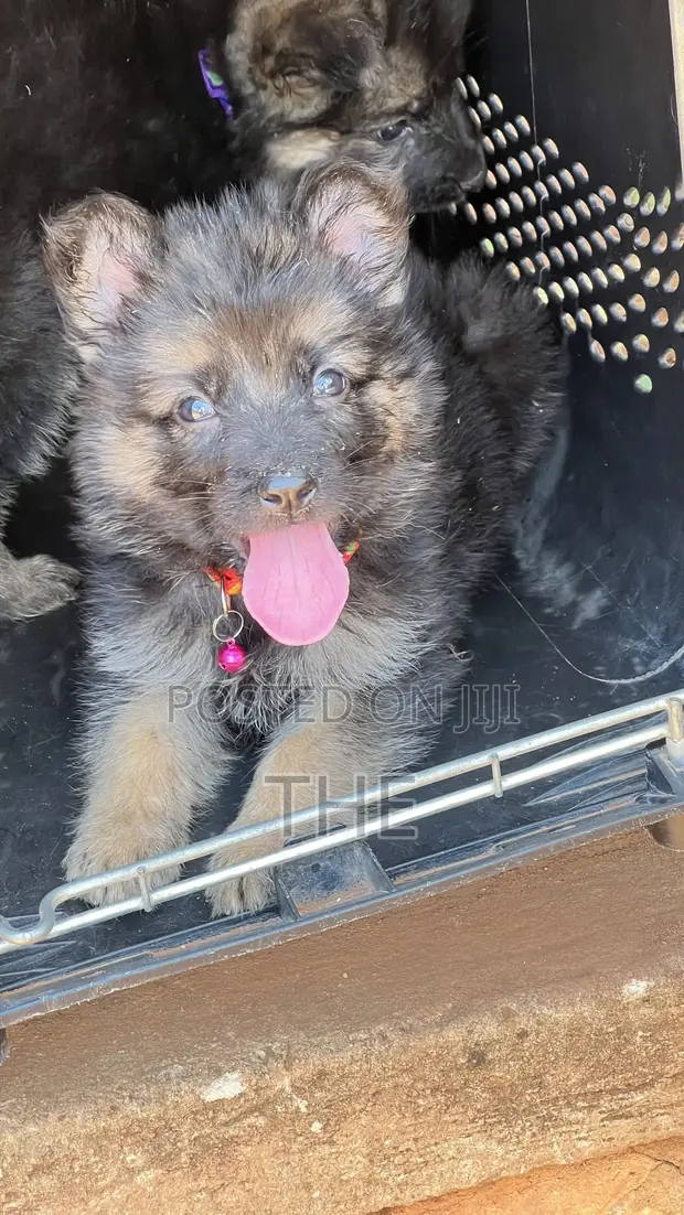 Purebred German Shepherd Puppy - 1-3 Months Male - 1