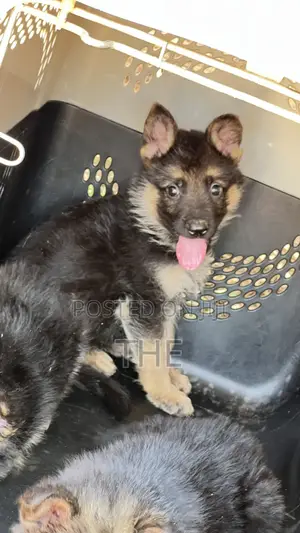 1-3 Month Male Purebred German Shepherd Puppy