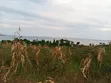 10 Acres Beach Land in Bubwa, Nkokonjeru, Lake Victoria Frontage - 3