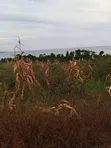 10 Acres Beach Land in Bubwa, Nkokonjeru, Lake Victoria Frontage - 5