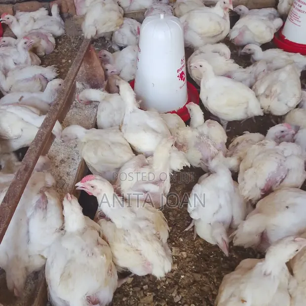 Broilers for Sale - 1