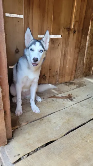 3-6 Month Female Purebred Siberian Husky Puppy