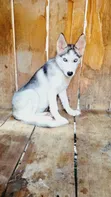 3-6 Month Female Purebred Siberian Husky Puppy - 2
