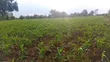3 Acres River Nile Frontage, Kangulumira - UGX 170M (1.5 Acres) - 3