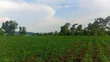 3 Acres River Nile Frontage, Kangulumira - UGX 170M (1.5 Acres) - 4