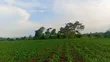 3 Acres River Nile Frontage, Kangulumira - UGX 170M (1.5 Acres) - 5