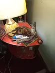 Handmade Driftwood Pen and Pencil Holder - 4
