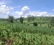 5 Sq Miles Nakaseke Prime Land - Mailo Title - 2
