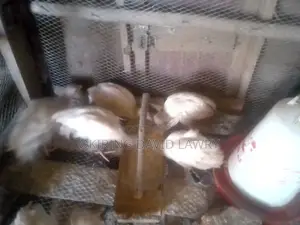 Healthy Guinea Fowls (3 Months Old)