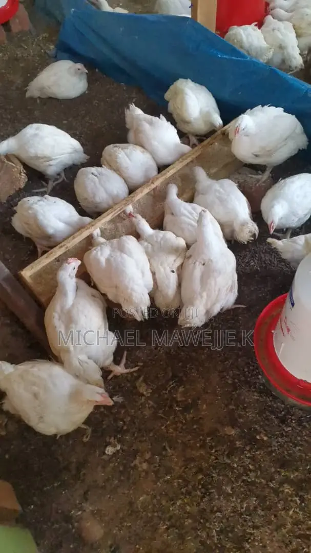 Broiler Chickens for Sale - 1