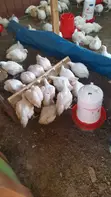 Broiler Chickens for Sale - 2
