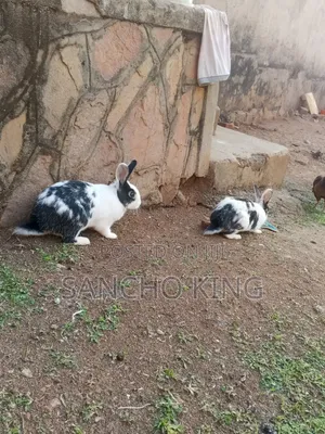 Local Rabbits for Sale