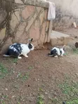 Local Rabbits for Sale - 1