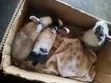 Local Rabbits for Sale - 2