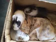 Local Rabbits for Sale - 3