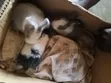 Local Rabbits for Sale - 4