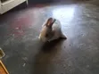 Local Rabbits for Sale - 5