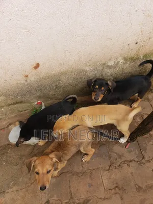 Male Mixed Breed Rottweiler Puppy (1-3 Months)