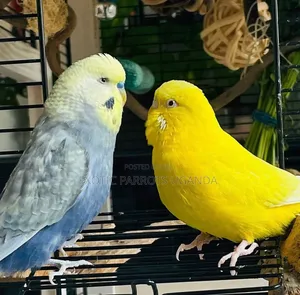 Lovebirds Available