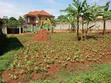 Plot for Sale Masoli, Gayaza Road - UGX 85M - 1