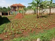 Plot for Sale Masoli, Gayaza Road - UGX 85M - 4