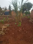 Commercial Land Near UCU, Mukono - 2