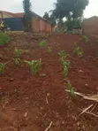 Commercial Land Near UCU, Mukono - 3
