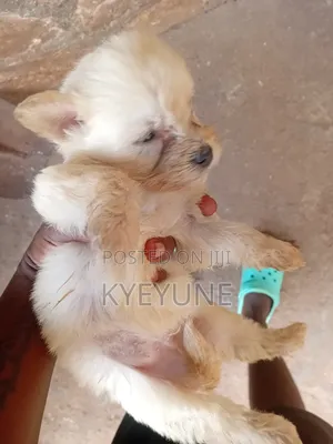 Purebred Male Maltese Puppy (1-3 Months)