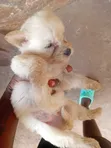Purebred Male Maltese Puppy (1-3 Months) - 1