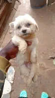 Purebred Male Maltese Puppy (1-3 Months) - 2