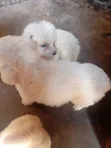 Purebred Male Maltese Puppy (1-3 Months) - 3