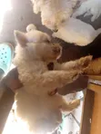 Purebred Male Maltese Puppy (1-3 Months) - 4