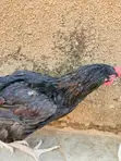 Local Chicken - Festival Offer - 1
