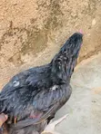 Local Chicken - Festival Offer - 2