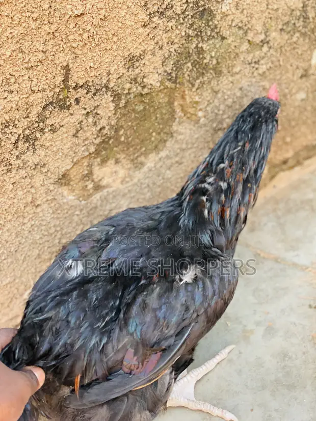 Affordable Heavy Meat Chickens - 1