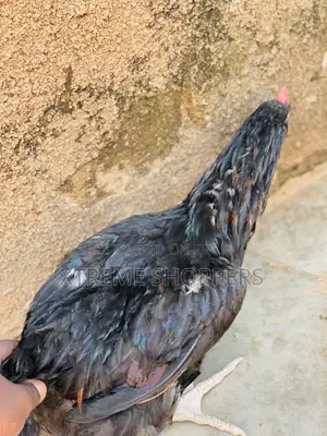 Affordable Heavy Meat Chickens