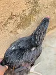 Affordable Heavy Meat Chickens - 1