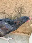 Affordable Heavy Meat Chickens - 2