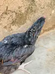 Local Hens, Cocks, and Eaten Chickens - 1