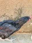Local Hens, Cocks, and Eaten Chickens - 2